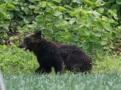 Japan mobilizes forces to combat rising bear attacks in Akit