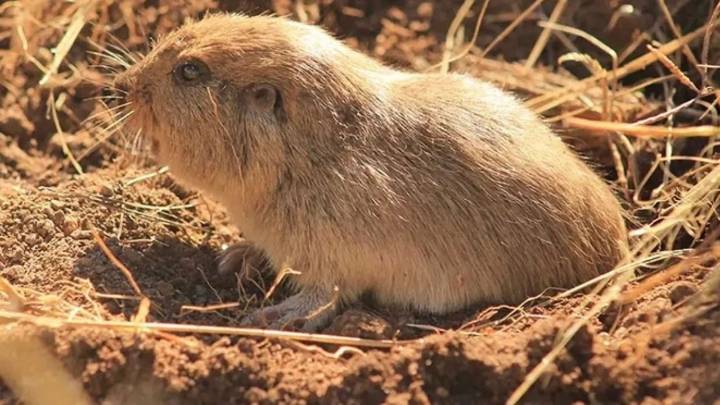 El CONICET descubrió que un roedor subterráneo de Neuquén emite sonidos ultrasónicos para comunicarse