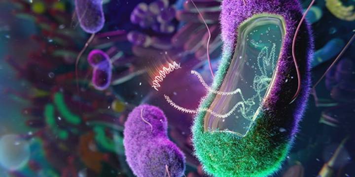 Identifican 15 bacterias vinculadas a una enfermedad de las arterias que aumenta el riesgo de infarto