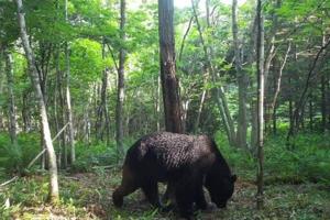 Japan deploys troops after wave of deadly bear attacks