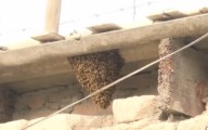 Cercado de Lima: vecinos viven atemorizados por presencia de panal de abejas en una casa