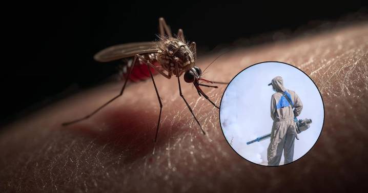 Salud Sonora hace llamado urgente para eliminar criaderos de mosquitos y prevenir el dengue