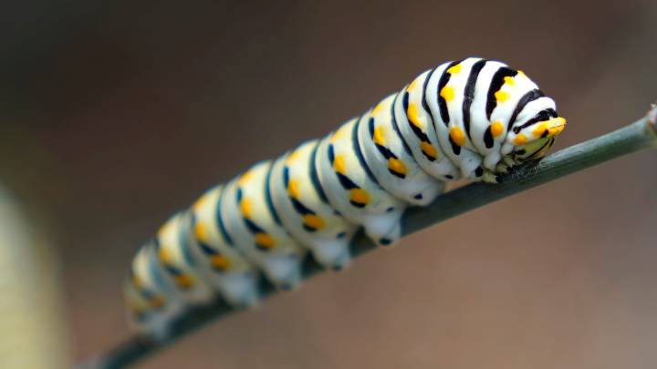 Give caterpillars a 'soft landing' under your trees The ecosystem will thank you