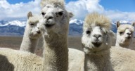 Naming contest for baby alpaca born in Alamogordo zoo and more