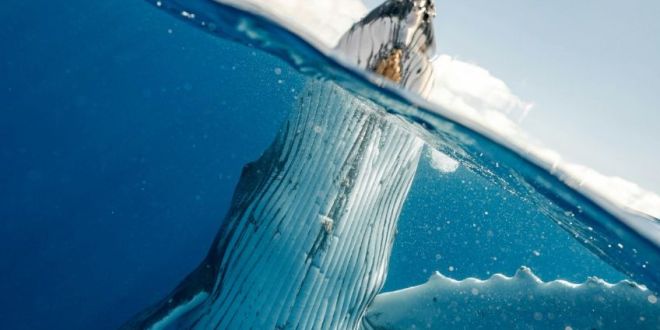 Captan raro ejemplar de ballena jorobada