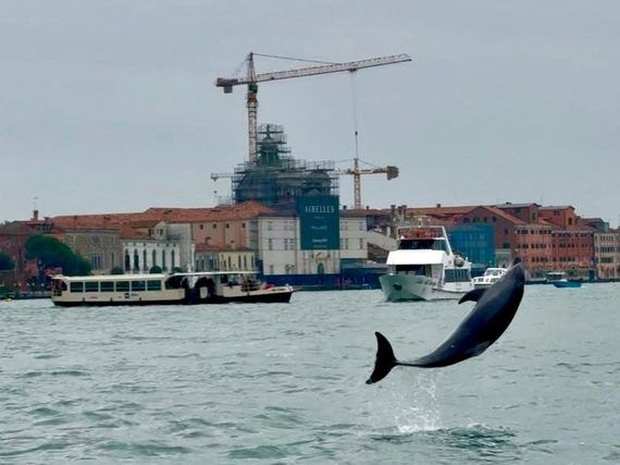 Venice Dolphin's refusal to leave puts him in danger