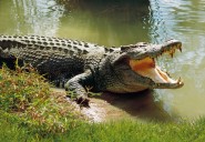 UPDATE|| Body of Man Killed by Crocodile in Likoma is Found