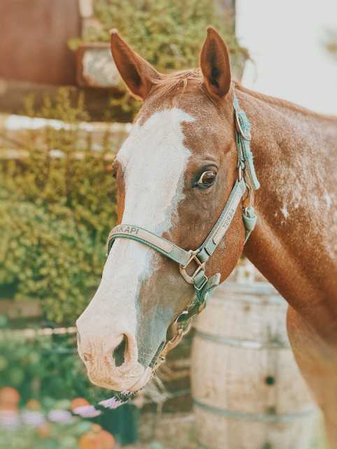 Horse Therapy stable renovates paddocks thanks to generous grant