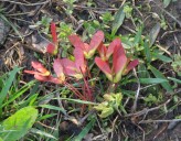 Garden Q&A: Are there seedless red maples?