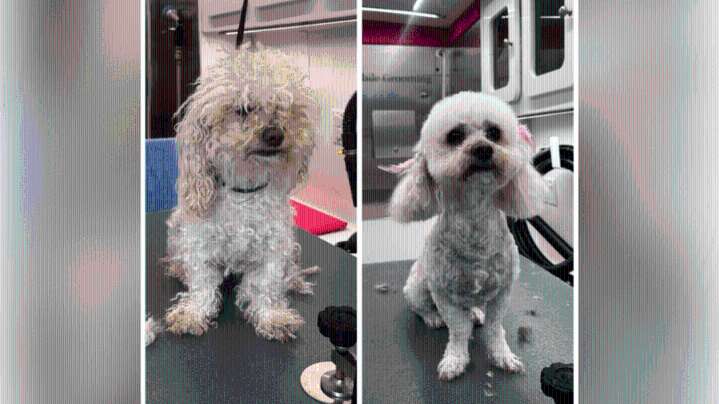 Los Angeles nonprofit uses grooming to help shelter dogs find homes