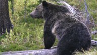 Are Grizzly bears making their way to Utah?