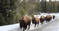 What to do in Yellowstone National Park during the winter? A lot, it turns out