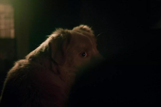 Top 13 horror movies of 2025: ‘Weapons’ claims top spot in loaded year