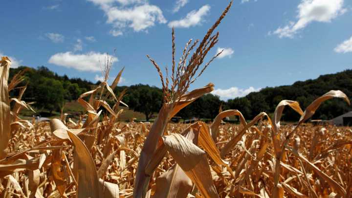 Focus on Ag: SDRP Stage 2 disaster program sign