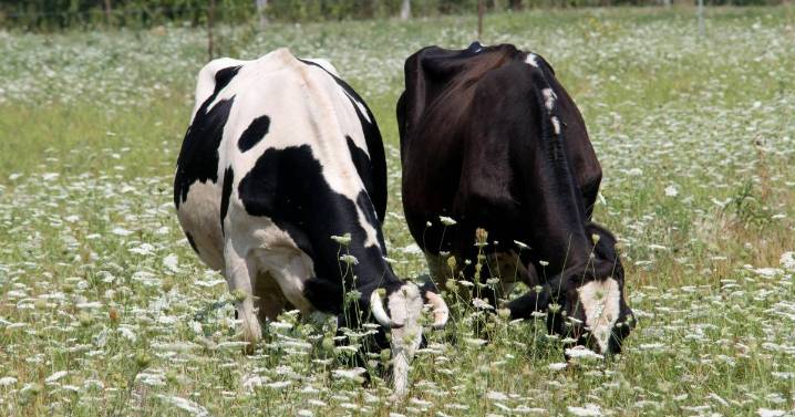 First suspected bluetongue outbreak in Northern Ireland under investigation