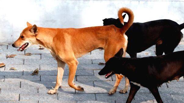 No more dog menace; stray dogs should be sterilised and sheltered, says Supreme Court
