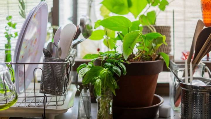 La planta que elimina olores de cocina mejor que un desodorante