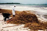 Buscan aprovechamiento del sargazo en México