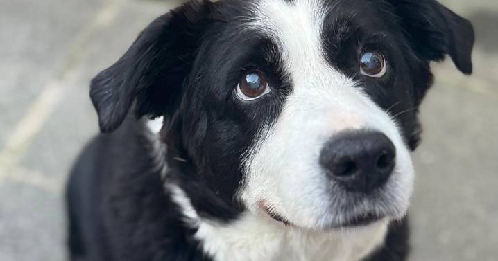 I tried the dog grooming kit 'wowing' Amazon shoppers and I can see why