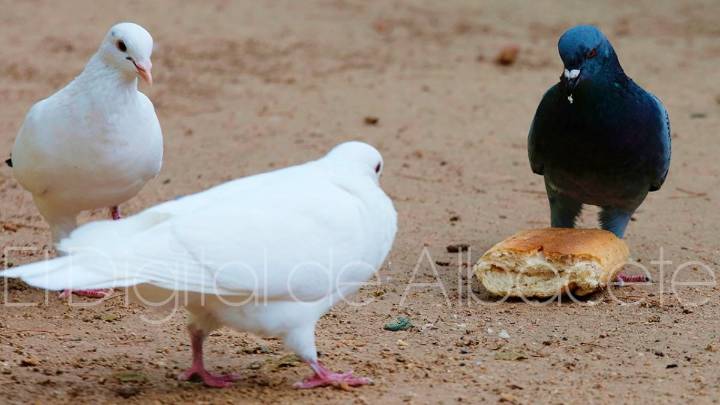 Palomas, aves migratorias, gallinas y la gripe aviar en Albacete 