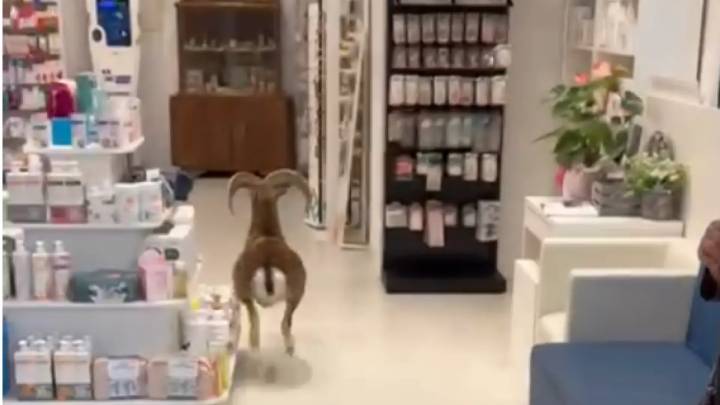 La increíble imagen de una cabra colándose en una farmacia de la localidad catalana de Canet de Mar