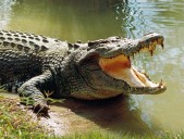 26-Year-Old Man Missing After Crocodile Attack in Lake Malawi