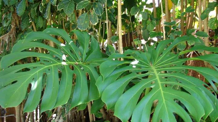 El abono natural que necesita tu monstera para crecer fuerte y con muchas hojas