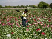 Afghanistan’s opium crop falls 20 percent as synthetic drugs surge