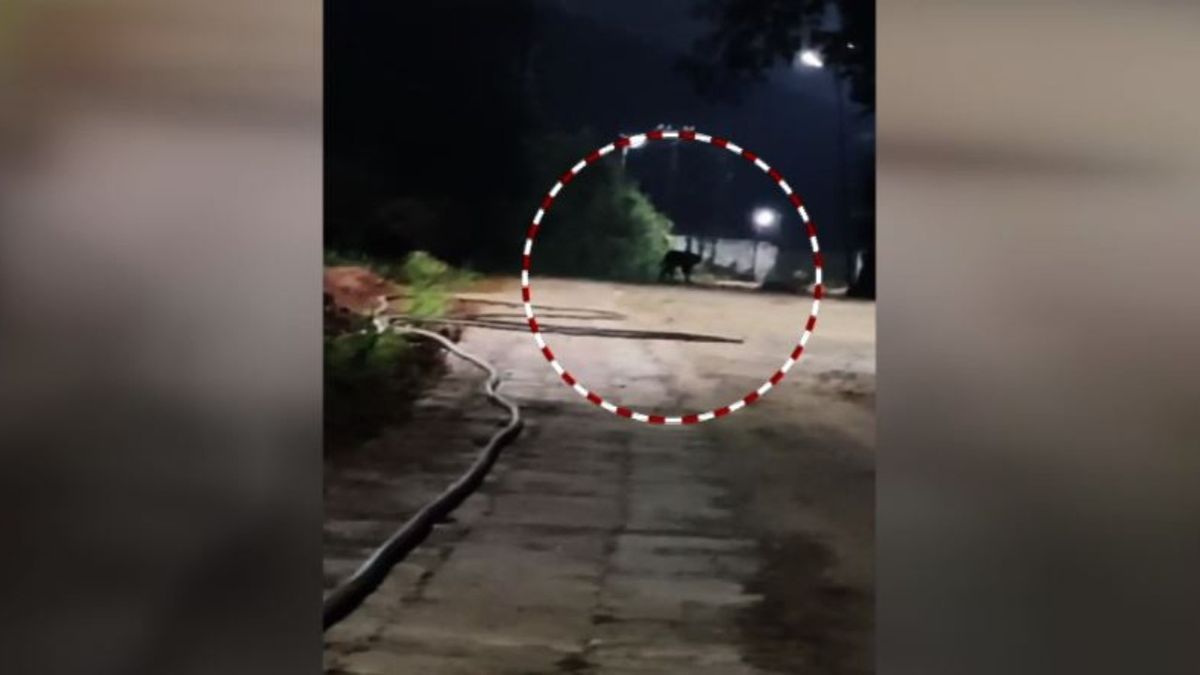 Possible sighting of tiger triggers panic in Koraput’s Sunabeda, trap cameras installed