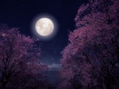 Horóscopo de hoy, miércoles 5 de noviembre 2025: efectos de la Luna llena en Tauro