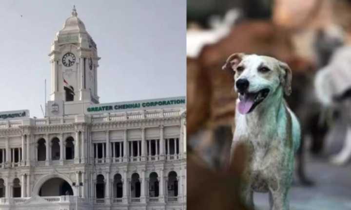 Only 30,000 of 1 lakh pet dogs registered: Chennai Corporation tells HC