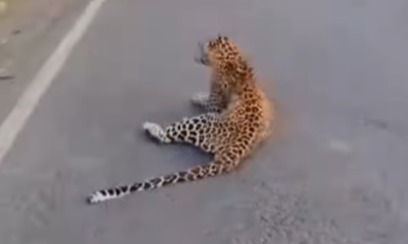 Leopard leaps onto moving car near Pune, series of big cat incide...