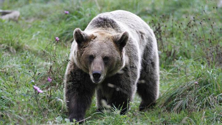 El oso y su evolución positiva, a examen en Asturias: el simposio con especialistas nacionales que se prepara para 2026