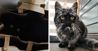 40 Wholesome Pics Of Black Cats To Show They Have Nothing To Do With Bad Luck