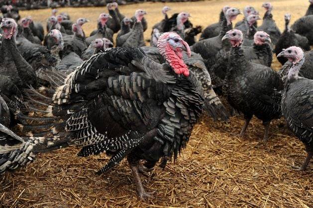 Bird flu outbreak confirmed in turkey flock in Carlow
