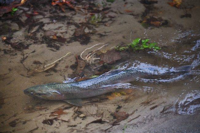 West Seattle Blog… | FAUNTLEROY SALMON: You’re invited to ‘open creek’ Sunday afternoon
