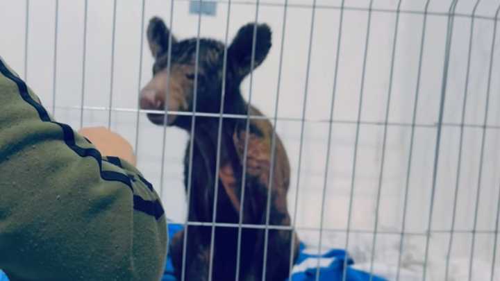 Mejora Salud y Físico de Osa Mina Tras su Rescate del Zoológico La Pastora en Guadalupe, NL