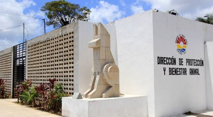 Denuncian irregularidades en sacrificios de animales en el Centro de Bienestar de Cancún