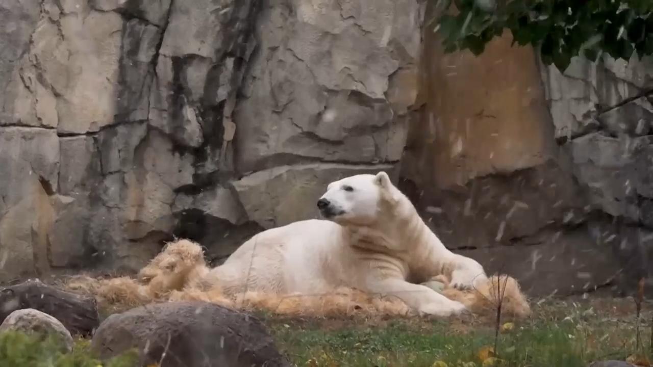 Brookfield Zoo animals see season’s first snowfall