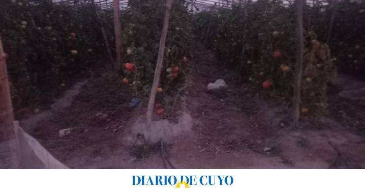 Dos detenidos por robar tomates y ajos en distintas fincas