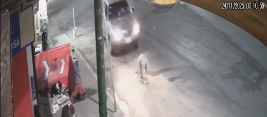 Vecinos exigen justicia tras muerte de Güero, perrito atropellado en CdMx