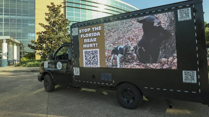 Judge declines to halt Florida’s first black bear hunt in a decade