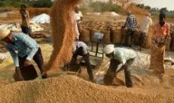 Odisha Hikes Paddy MSP to ₹3,169 Per Quintal for Kharif 2025