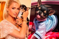 A Paris Hilton se le perdió el perro, así que lo clonó