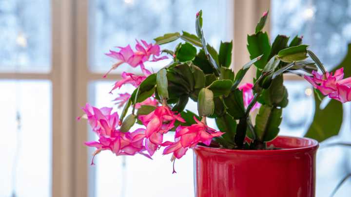 The Best Way To Propagate A Thanksgiving Cactus For An Endless Supply Of Free Plants