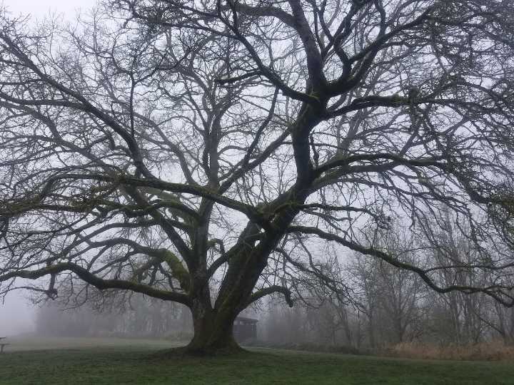 Friday starts foggy. Portland sees mostly sunny afternoon; high 52