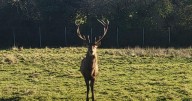 Irish police issue appeal following decapitation of stag in Co Dublin