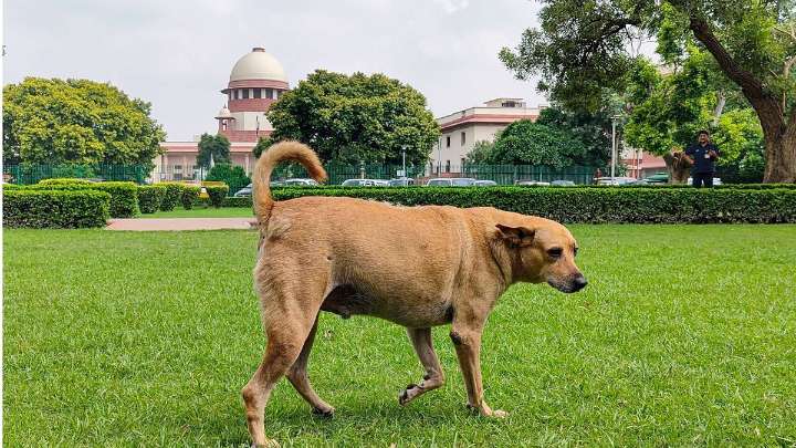SC to issue directions on Nov 7 with respect to feeding of stray dogs in institutions
