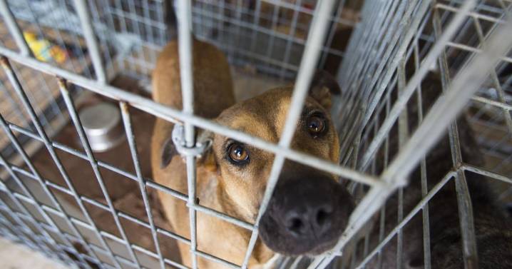 Niagara SPCA fetches funding to help more dogs find homes