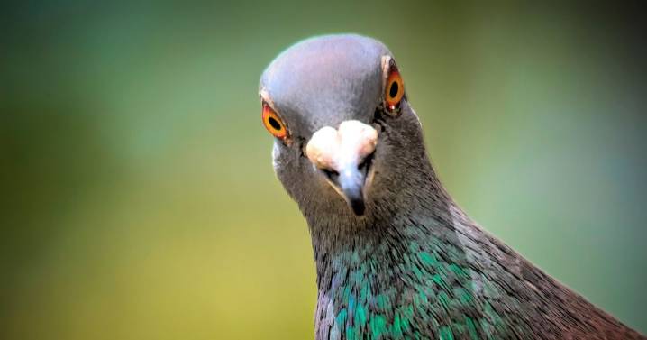 Gen Z flocking on holidays with the best birds so they can watch them through binoculars